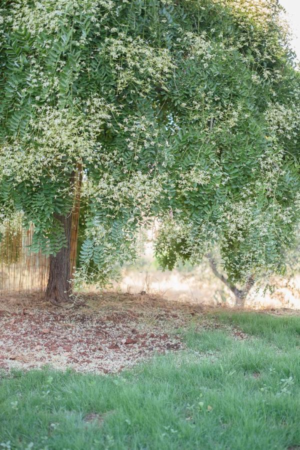 Agriturismo I Grappoli Alberese Bagian luar foto